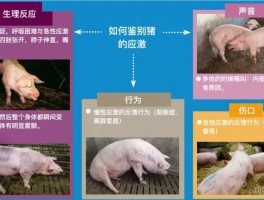怒发冲冠：通过毛发样本评估猪应激水平