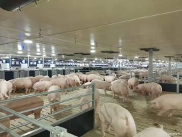 国内生猪养殖龙头牧原股份成立云计算公司