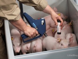 无针注射可以避免非洲猪瘟交叉感染