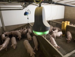猪声音自动识别在猪场管理和疾病监测中的应用