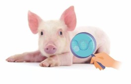 养猪数据分析：养殖数据同口径校准的两种方法对比