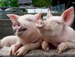 为什么猪容易出现链球菌和副猪嗜血杆菌病呢？