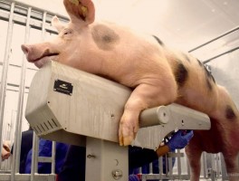 关于公猪精液质量控制的最新综述