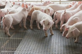2023年哪种养猪模式更赚钱？母猪、育肥猪养猪利润分析！