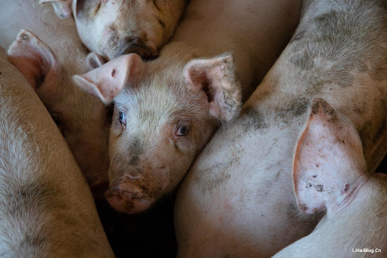 高饲养密度对育肥猪生长性能并无影响,而且可以产出更多猪肉