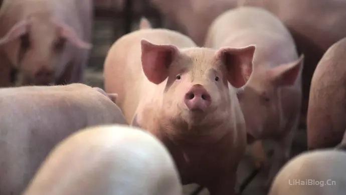 嗅觉器官的炎症可能会增加猪的攻击性行为