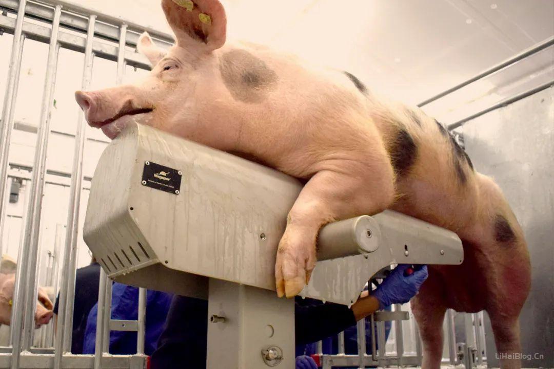 关于公猪精液质量控制的最新综述  公猪精液质量控制 养猪知识 智能养猪 全价值猪 第1张