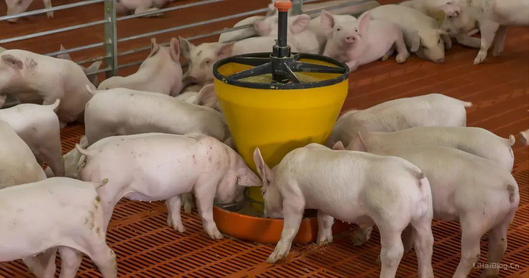 降低肥猪饲料成本的方法有哪些？如何降低猪的饲料成本