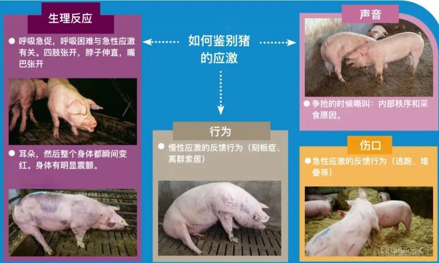 怒发冲冠：通过毛发样本评估猪应激水平