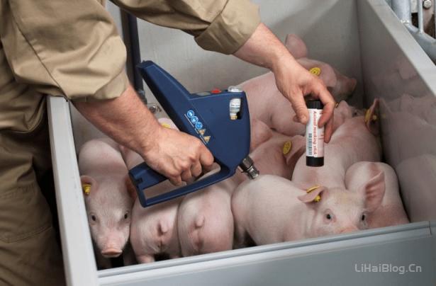 无针注射可以避免非洲猪瘟交叉感染